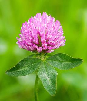 Red Clover Benefits